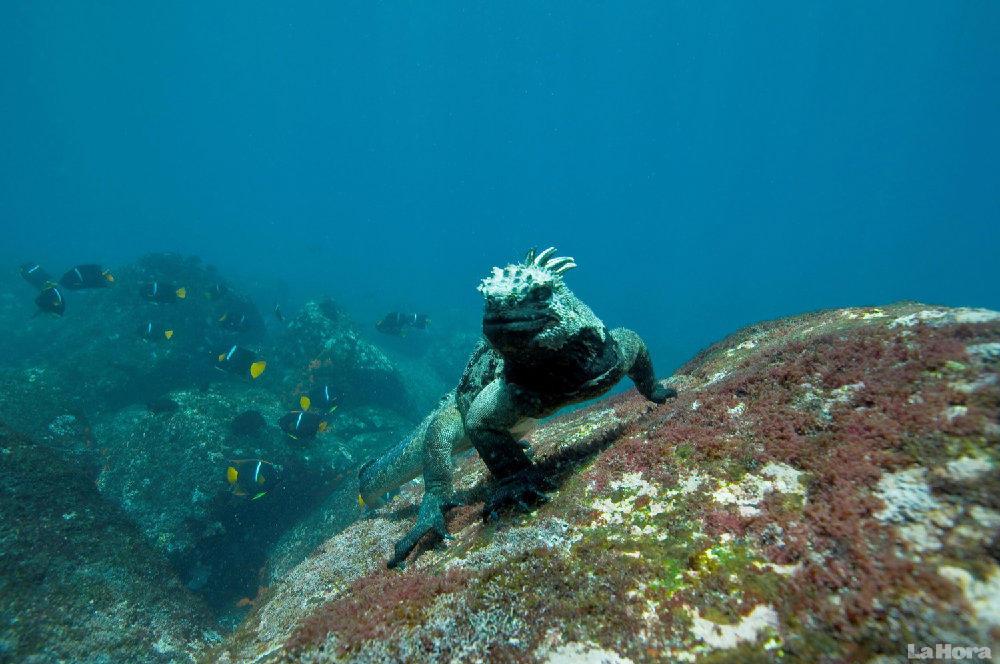 iguana marina Galápagos